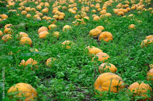 Fototapeta Pole dyniowe.