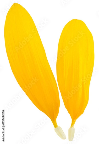 Obraz Two yellow petals of sunflower isolated on a white background, top view.