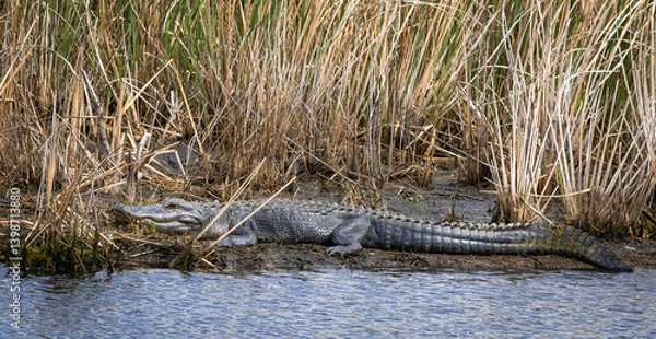 Obraz Large American alligators basking on mud banks at Savannah National Wildlife Refuge in Georgia.