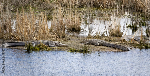 Obraz Large American alligators basking on mud banks at Savannah National Wildlife Refuge in Georgia.
