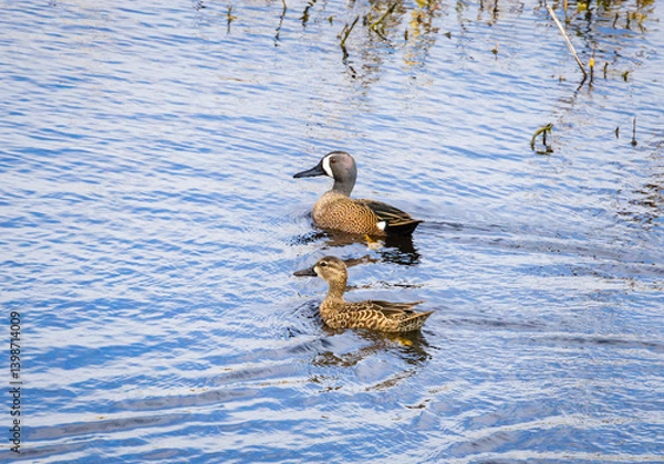 Obraz Blue-winged teal duck pair swimming in a tidal marsh at Savannah National Wildlife Refuge in Georgia.