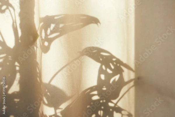 Fototapeta An empty texture wall. The monstera monkey mask leaves a shadow on the wall and glare of light. A layout for the presentation, branding of goods, cosmetics, food or jewelry. High quality photo