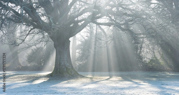 Obraz rays of morning sunlight on southampton common on a frosty morning 