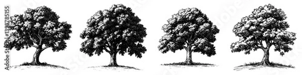 Fototapeta Various stages of tree growth depicted in four distinct silhouettes on a white background showcasing different sizes and shapes