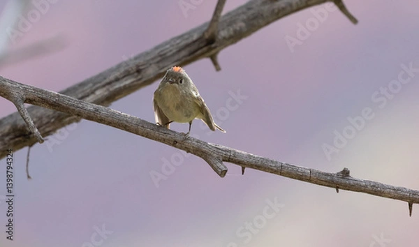 Fototapeta A Ruby Crowned Kinglet, backlit by the morning sun looks towards the camera and displays his red crest while perched on twig with a background of muted purple from the distant canyon wall. 