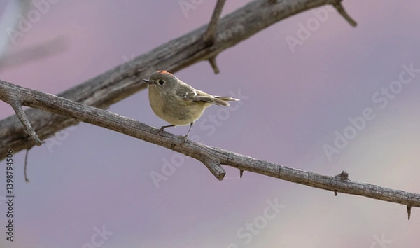 Fototapeta Morning sun shines from behind on a tiny Ruby Crowned Kinglet perched on a twig with the soft purple color of the distant canyon wall in the background. 