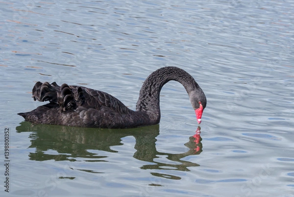 Obraz black swan on the river itchen at riverside park, southampton 