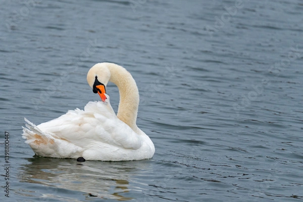 Obraz white swan on the river itchen at riverside park, southampton 