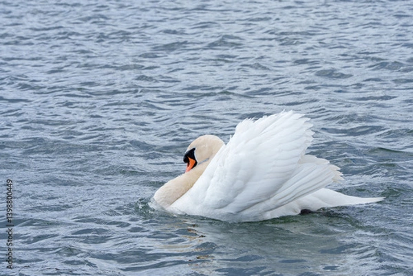 Obraz white swan on the river itchen at riverside park southampton