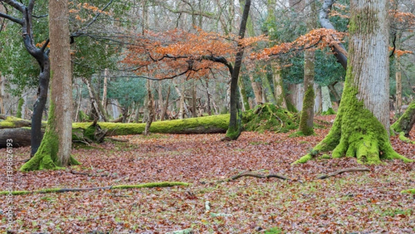 Obraz New forest in autumn
