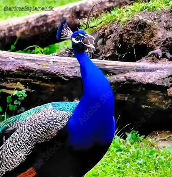 Obraz peacock with feathers