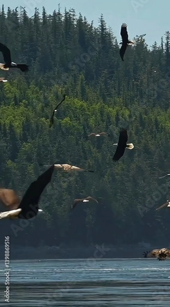 Obraz seagull in flight