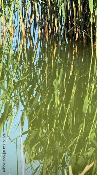 Obraz green leaves reflected in water