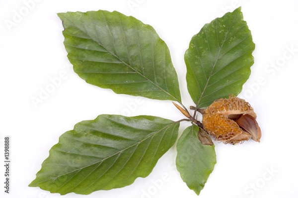 Obraz orzechy bukowe