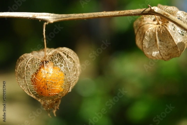 Obraz Golden Berry (Physalis Peruviana) Lantern Fruit in a Natural Green Bokeh Setting