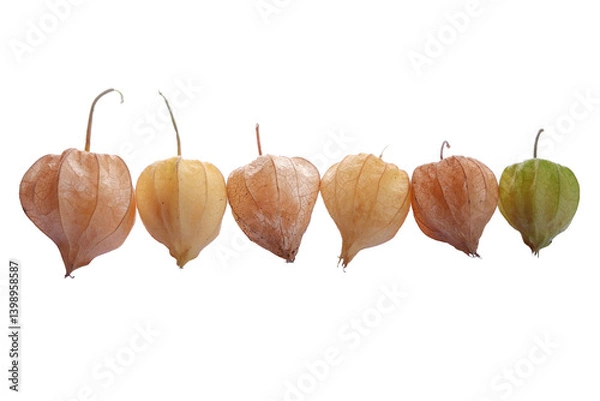 Obraz Row of Ripe and Dry Golden Berry (Physalis Peruviana) Fruits with Varied Colors on White Background