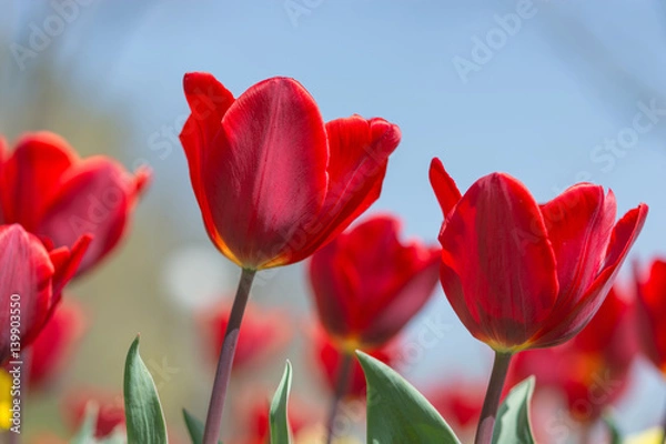 Obraz Amazing nature of red tulips under sunlight at the middle of summer or spring day landscape. Natural view of flower blooming in the garden on the blur background