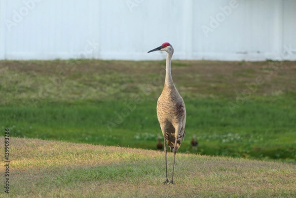 Obraz Sandhill Crane in front of white vinyl fence by retention pond