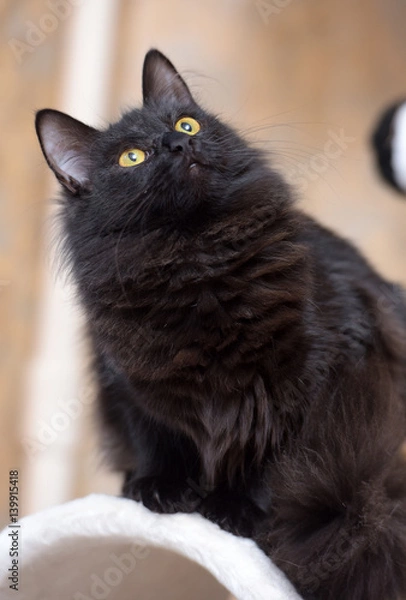 Fototapeta Black Siberian cat