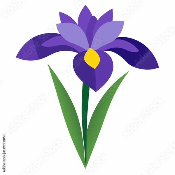 Fototapeta Iris  flower vector illustration