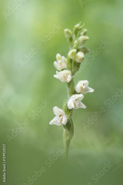 Fototapeta orchid