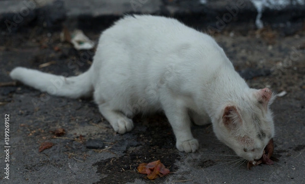 Obraz A white stray cat eats a fish's head on the asphalt.