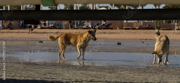 Obraz Red wild dogs on the shore of the red sea. A sexually mature pair of animals, a male and a female. The animal catches fish at low tide. The hunting skills of a predator.