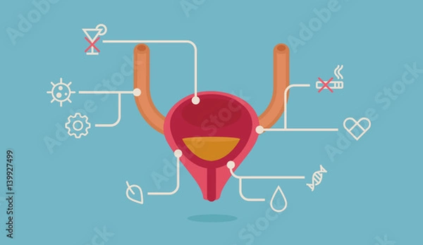 Obraz Bladder vector illustration