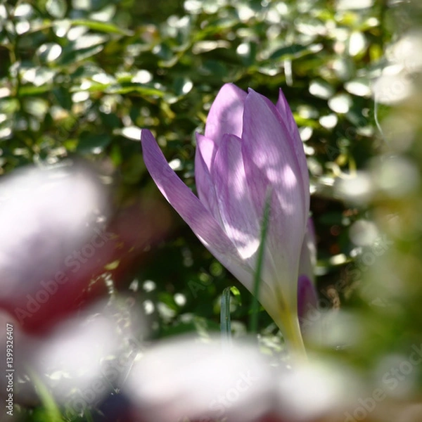 Fototapeta Sunny summer day. A single flower of a colchicum among different plants in a flower bed.