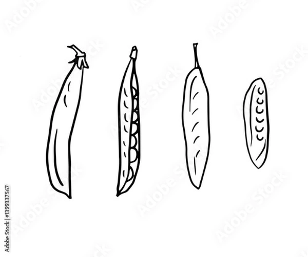 Fototapeta green beans, green peas, vegetables, graphic black and white isolated sketch illustration. For creating menus, recipes, decorating kitchen items.