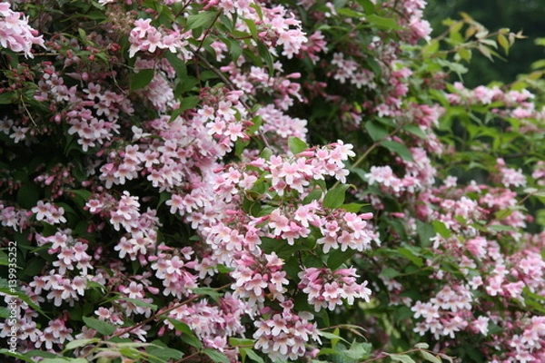 Obraz Kolkwitzia amabilis