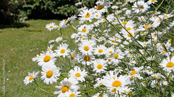 Fototapeta Margarete