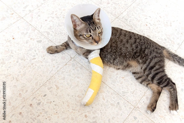 Obraz broken leg splint cat