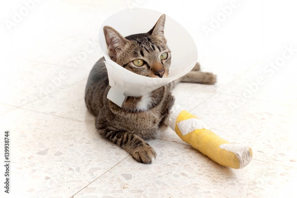 Obraz broken leg splint cat