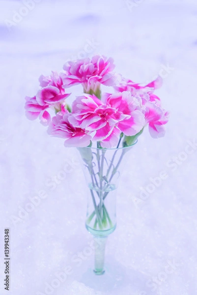 Obraz ピンクのカーネーション / 雪の背景