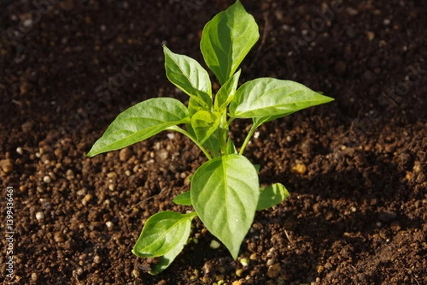 Obraz トウガラシの苗の植えつけ