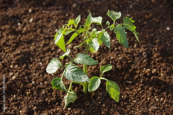 Obraz ミニトマトの苗の植えつけ