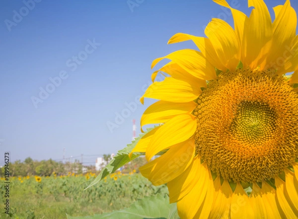 Obraz Closeup Sun Flower