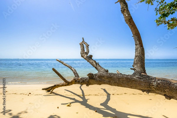 Fototapeta Beach of the Seychelles, Island Mahé, Beach Anse aux Pins