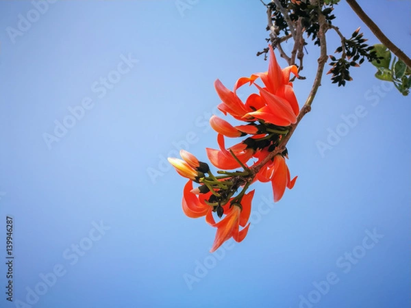 Obraz Flower of Palas