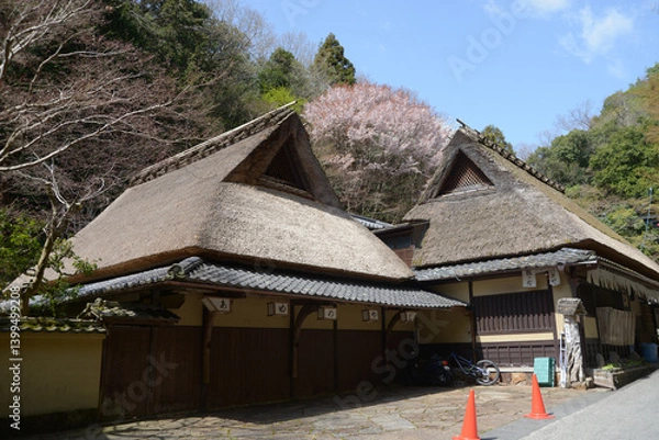 Fototapeta 春の嵯峨野　茅葺屋根の民家　京都市右京区嵯峨