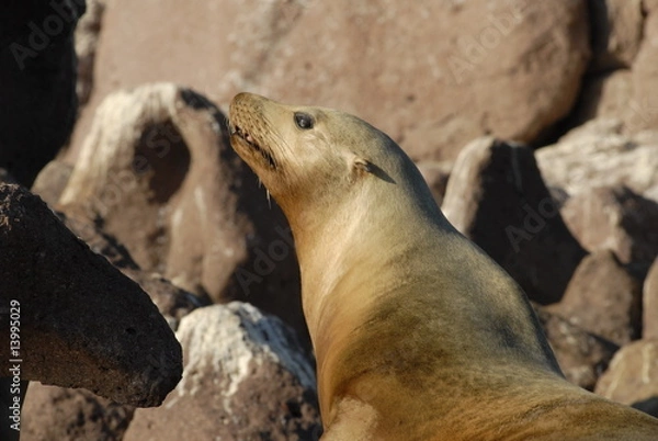 Obraz カルフォルニア　アシカ
