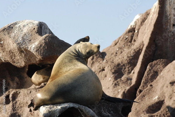 Obraz カルフォルニア　アシカ