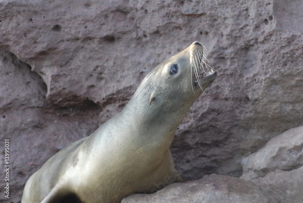 Fototapeta カルフォルニア　アシカ