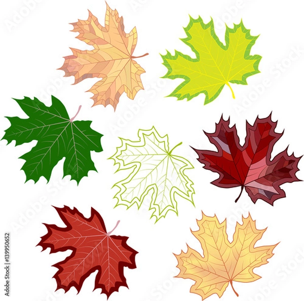 Fototapeta colorful mosaic maple leaves. isolated. easy to modify. vector illustration.