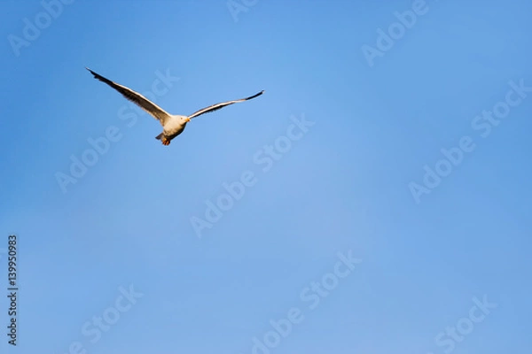 Obraz Flying seagul in clear sky