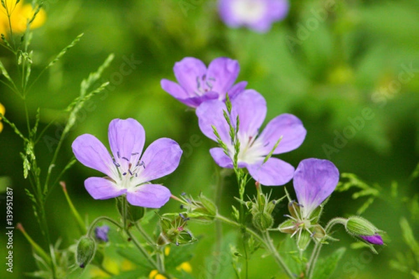 Obraz Violet Flowers on green background