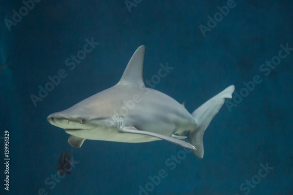 Obraz Grey shark on blue background