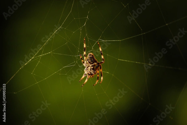 Obraz Spider and web on green background