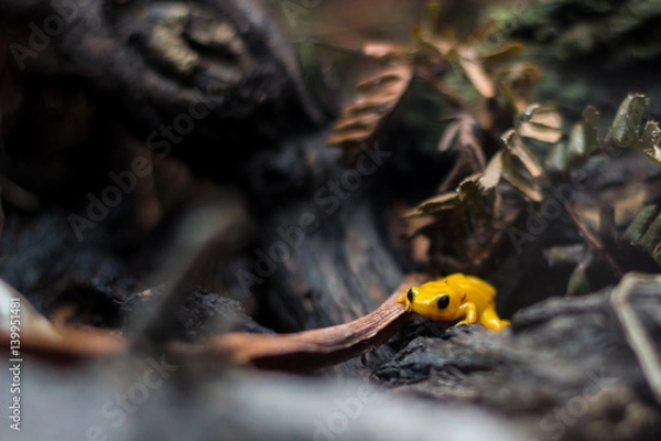 Obraz Poison yellow frog of amazon rain forest